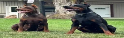Doberman Pinscher dogs for sale: Amika - Ad 5