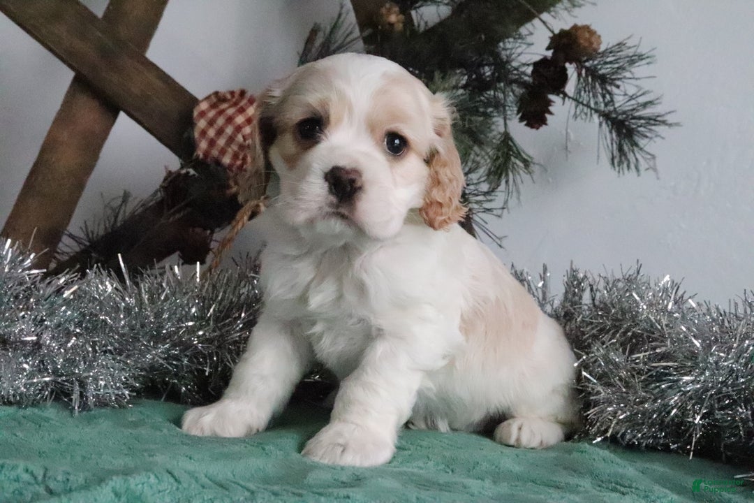 Cocker Spaniel dogs for sale: Dimond - Ad 3
