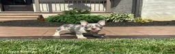 French Bulldog dogs for sale: Violet - Ad 3
