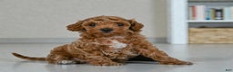 Miniature Poodle dogs for sale: BARNEY - Ad 3