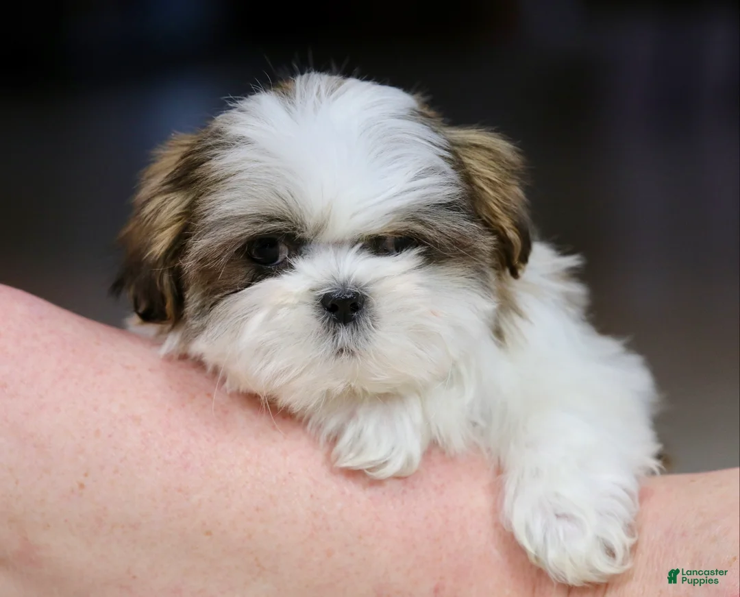 Shih Tzu dogs for sale: Wylee - Ad 7