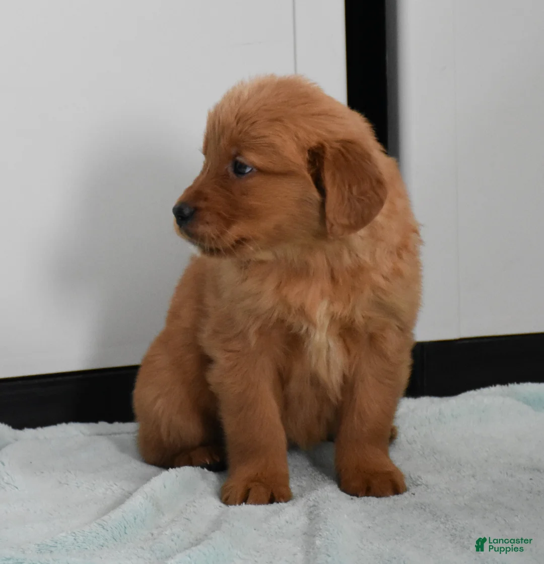 Golden Retriever dogs for sale: Sydney   Genetic/OFA - Ad 23