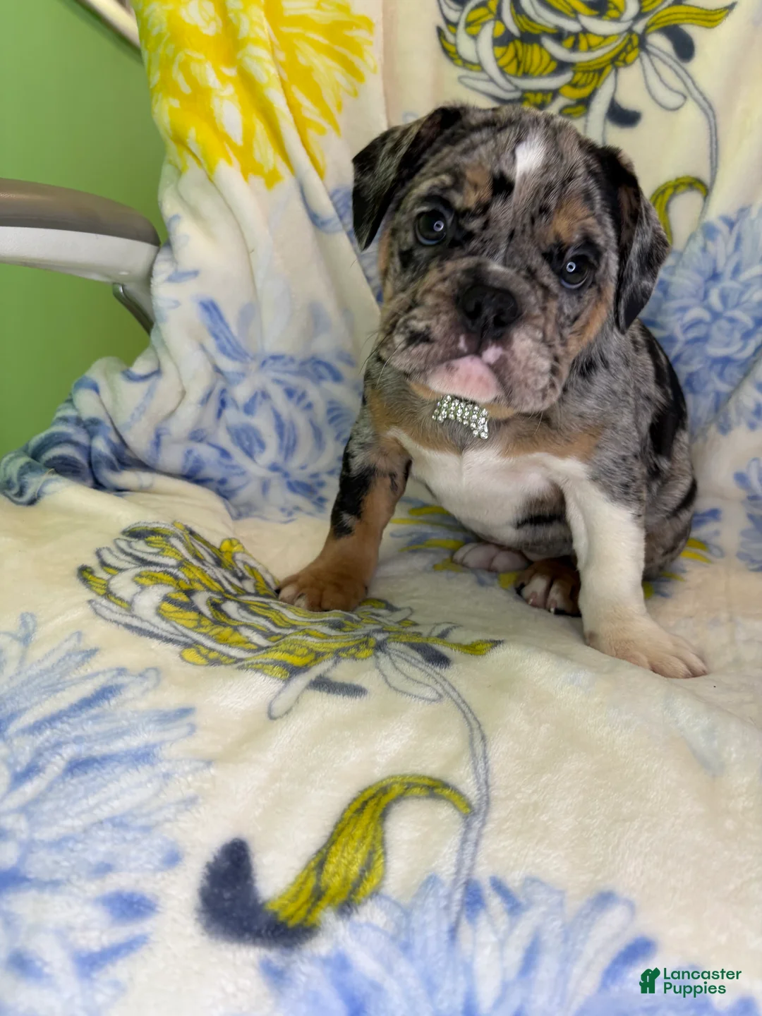 Mixed Breed dogs for sale: Mixed Breed 1 - Ad 2