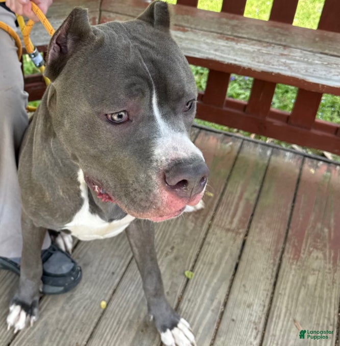 Mixed Breed dogs for sale: Joker - Ad 1