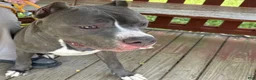 Mixed Breed dogs for sale: Joker - Ad 1