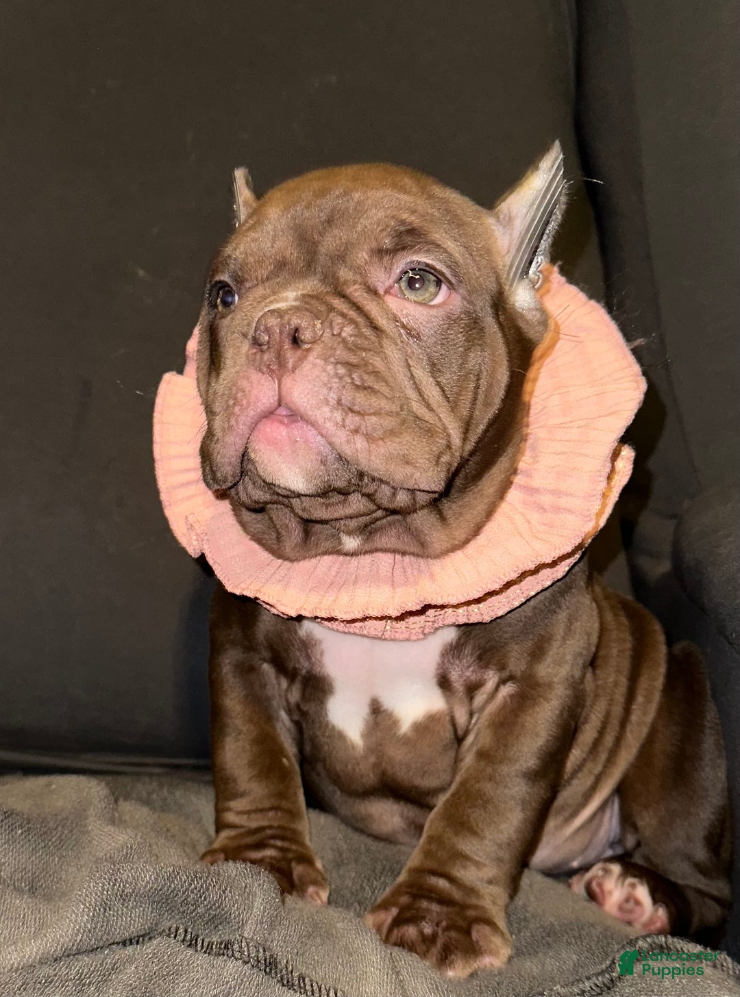 American Bully dogs for sale: Pepper - Ad 6