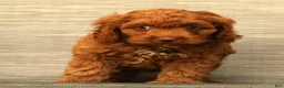 Cockapoo dogs for sale: Barney - Ad 9