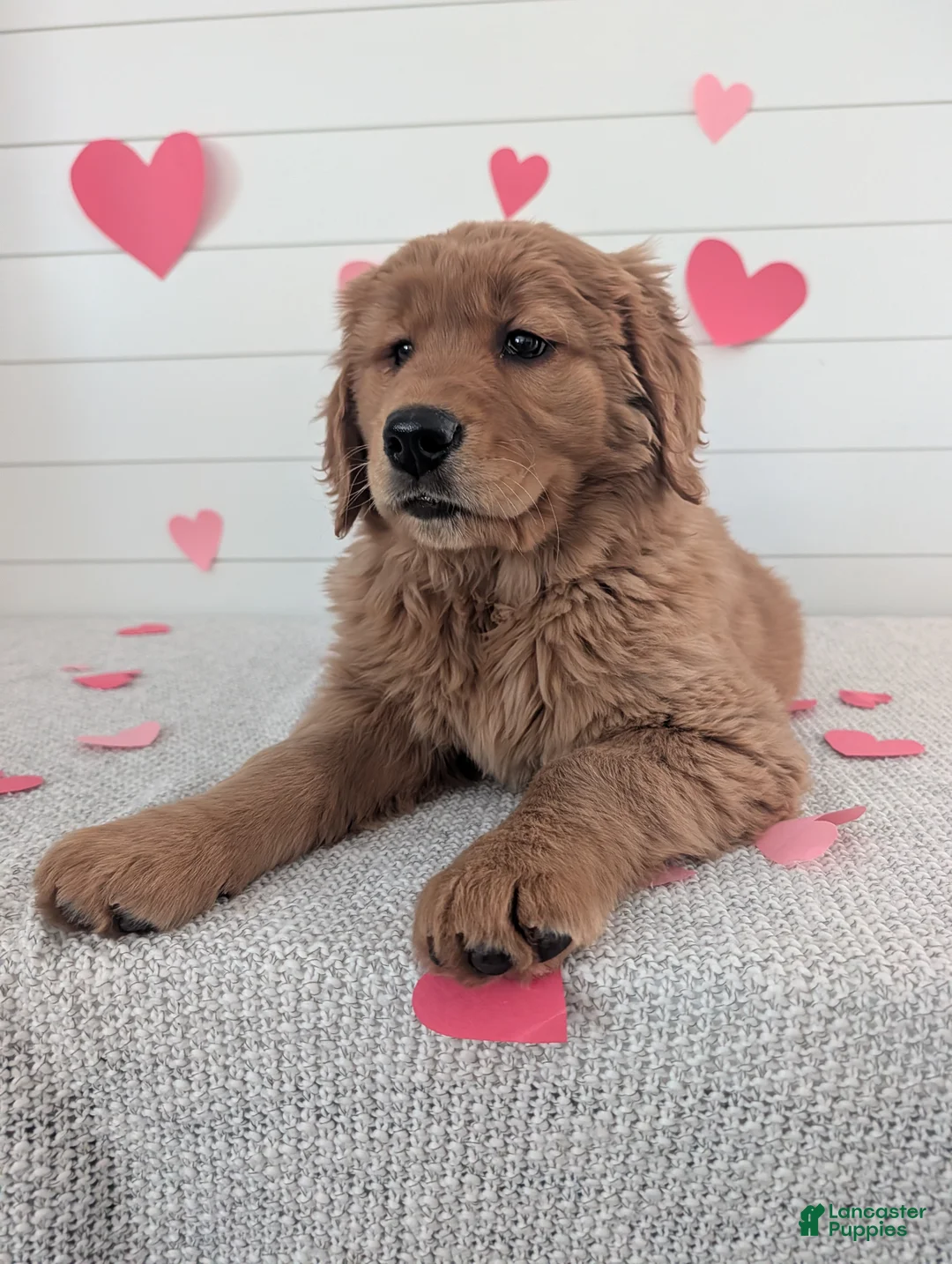 Golden Retriever dogs for sale: Goldie - Ad 16