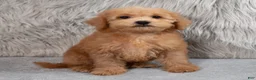Mini Goldendoodle dogs for sale: Hank ID: 3860 - Ad 1