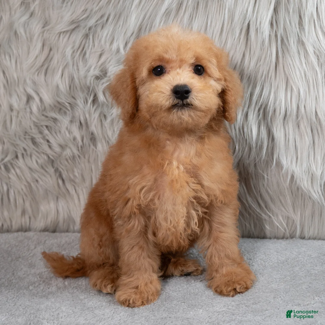 Mini Goldendoodle dogs for sale: Hank ID: 3860 - Ad 1