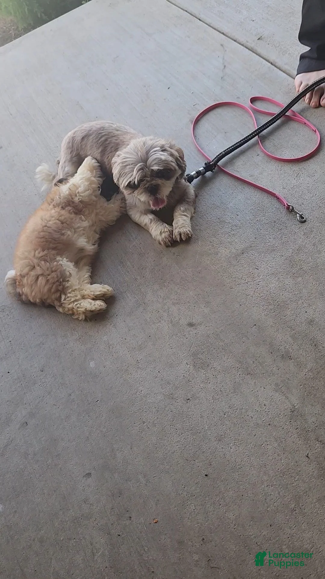 Shih Tzu dogs for sale: Missy - Ad 5
