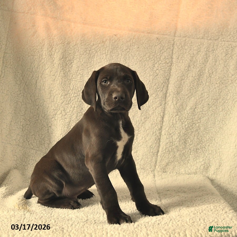 German Shorthaired Pointer dogs Max  - Ad 2