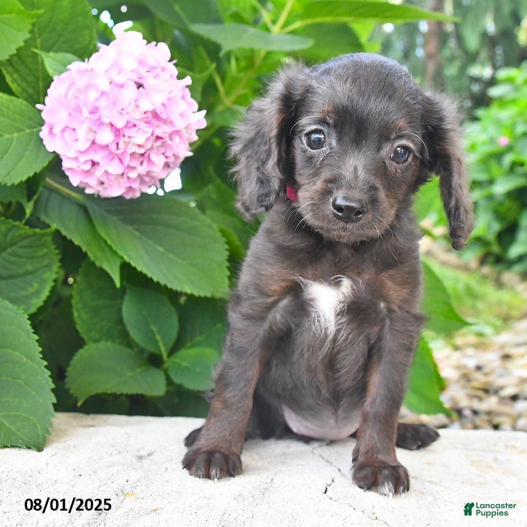 Cavapoo dogs for sale: Taylor - Ad 5