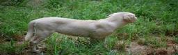 Labrador Retriever dogs for sale: Labrador Retriever 4 Amy - Ad 4