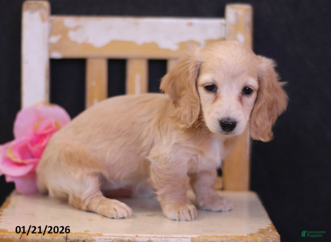 Miniature Dachshund dogs for sale: Lana - Ad 5