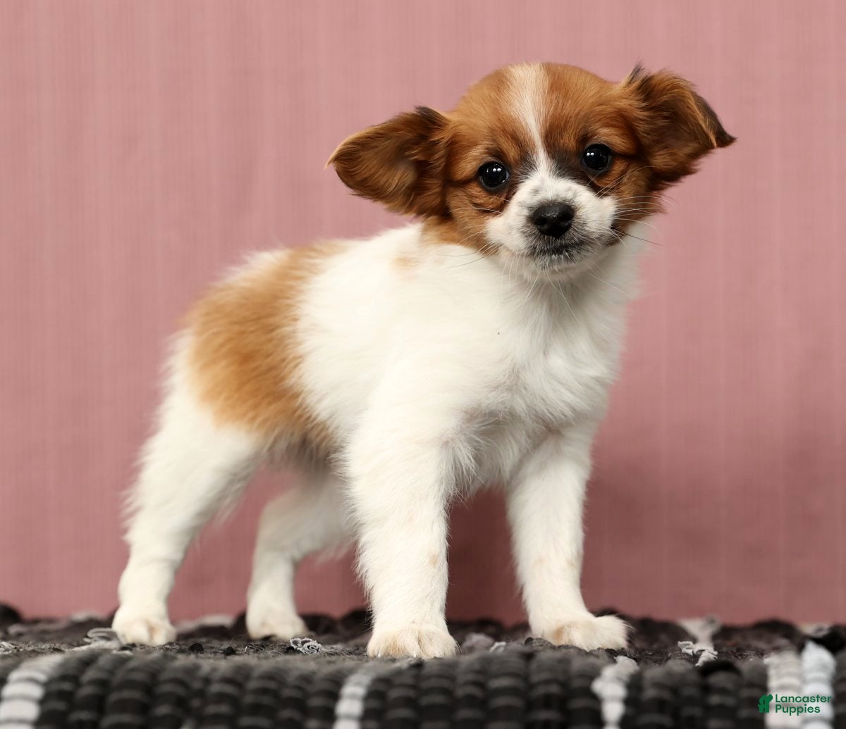 Papillon dogs Mara - Ad 2