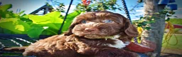 Havapoo dogs for sale: Coco - Ad 3