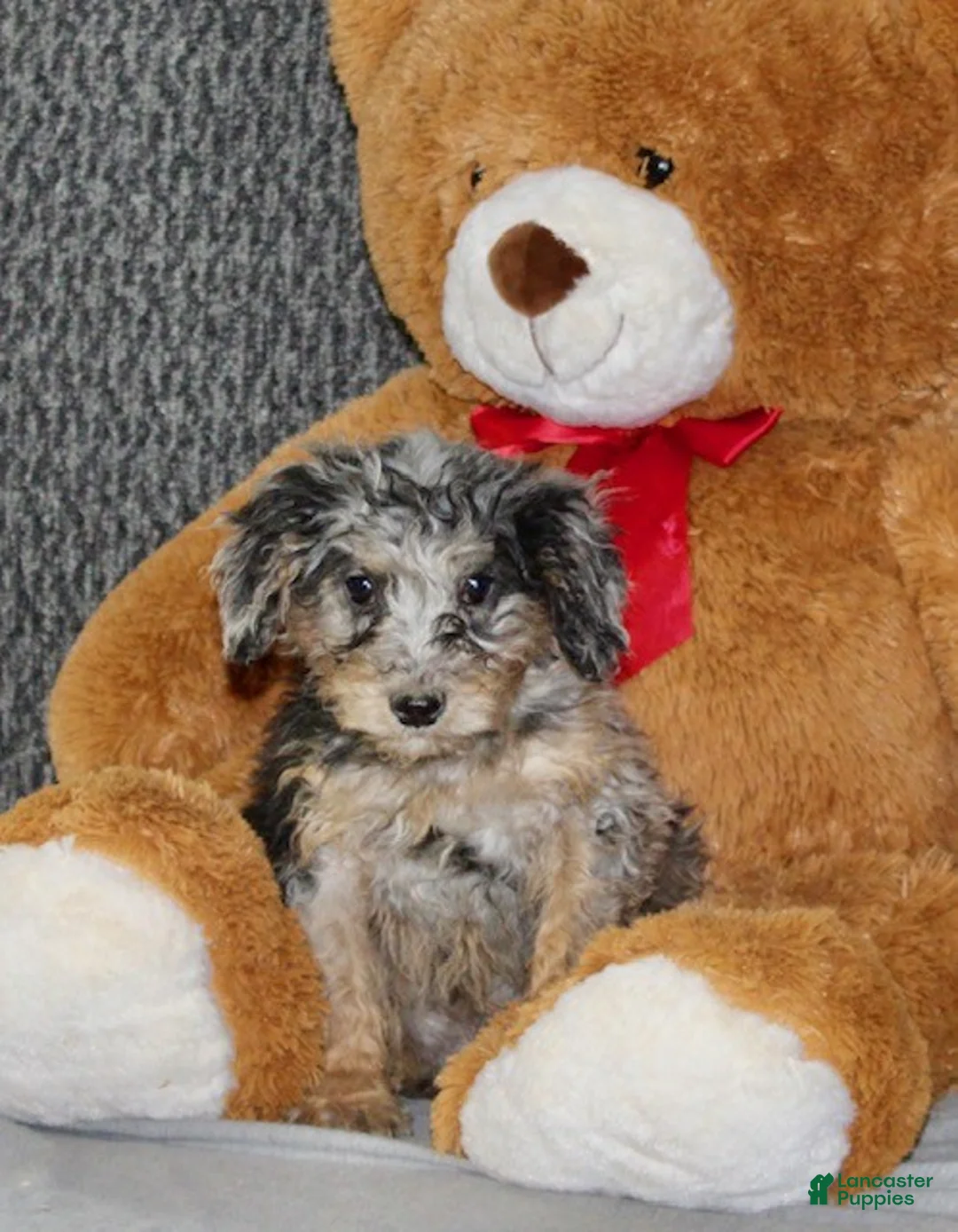 Mixed Breed dogs for sale: Winston - Ad 6