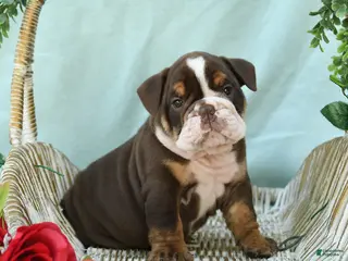 English Bulldog dogs for sale: Dallas - Ad 3