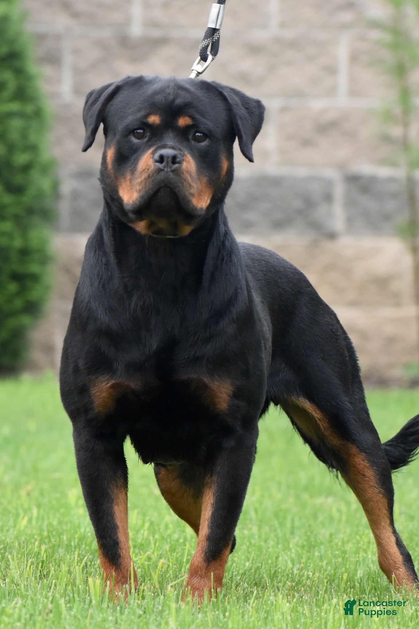 Rottweiler dogs LOKNA  - Ad 2
