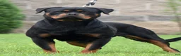 Rottweiler dogs for sale: LOKNA  - Ad 2