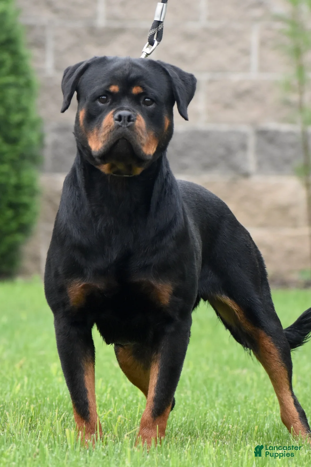 Rottweiler dogs for sale: LOKNA  - Ad 2