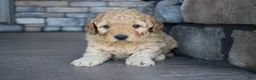 Mini Goldendoodle dogs for sale: River - Ad 4