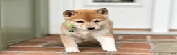 Shiba Inu dogs for sale: Max - Ad 3