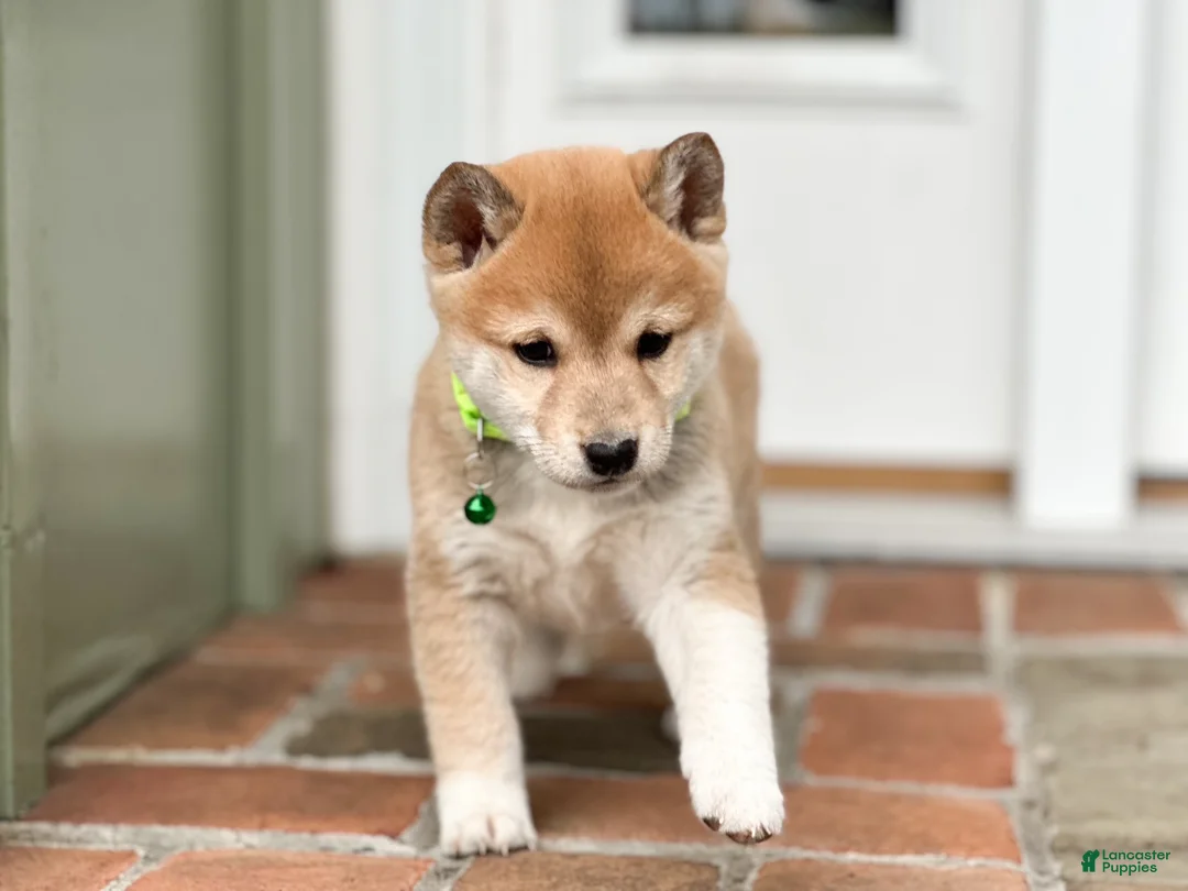 Shiba Inu dogs for sale: Max - Ad 3