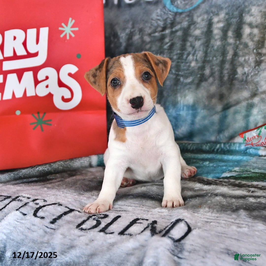 Jack Russell Terrier dogs for sale: Dreamer - Ad 3