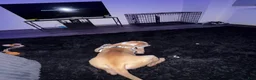 American Pit Bull Terrier dogs for sale: American Pit Bull Terrier  - Ad 5