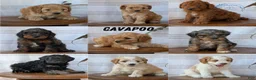 Cavapoo dogs for sale: Mason - Ad 11
