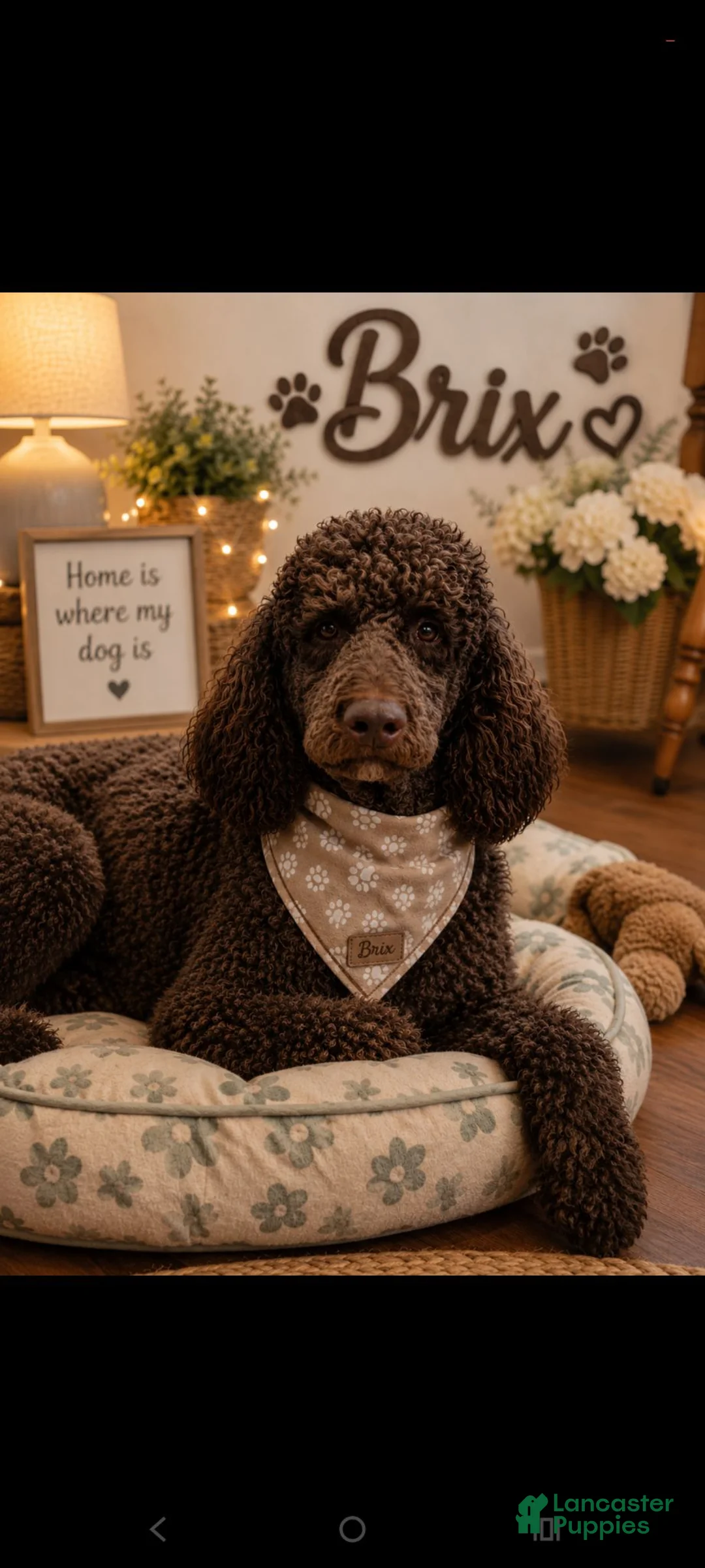 Standard Poodle dogs for sale: Camaro  - Ad 3