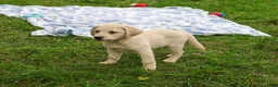 Labrador Retriever dogs for sale: Randy - Ad 5