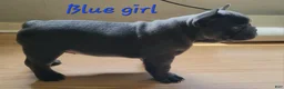 French Bulldog dogs for sale: French Bulldog Puppy 3 - Ad 2