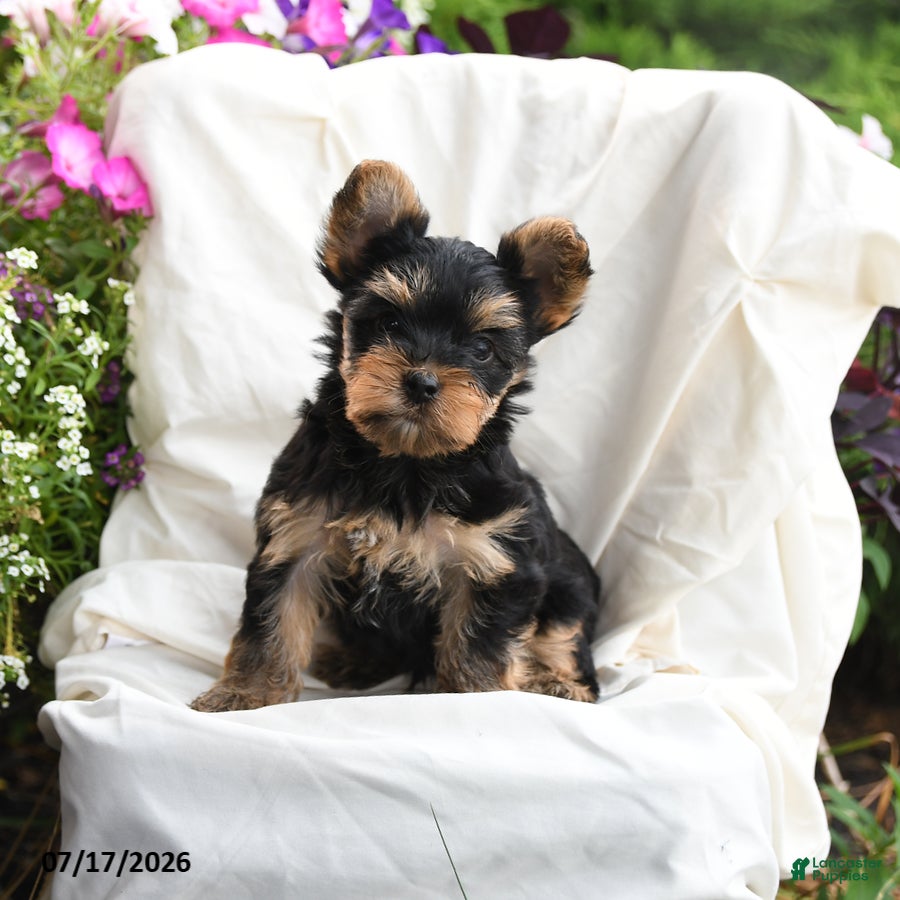 Yorkshire Terrier dogs Murphy - Ad 1