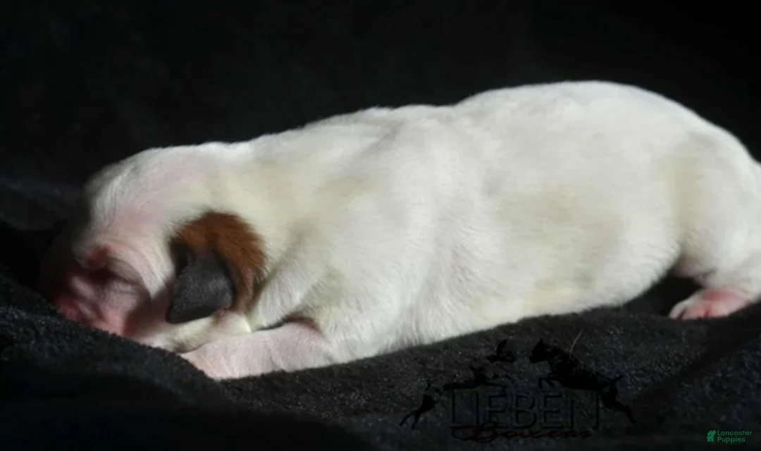 Boxer dogs for sale: Boon - Ad 4