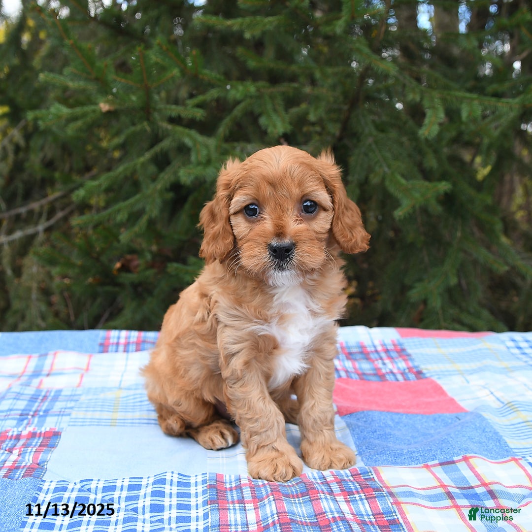 Cavapoo dogs for sale: Franklin - Ad 1