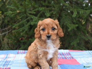 Cavapoo dogs Franklin - Ad 14