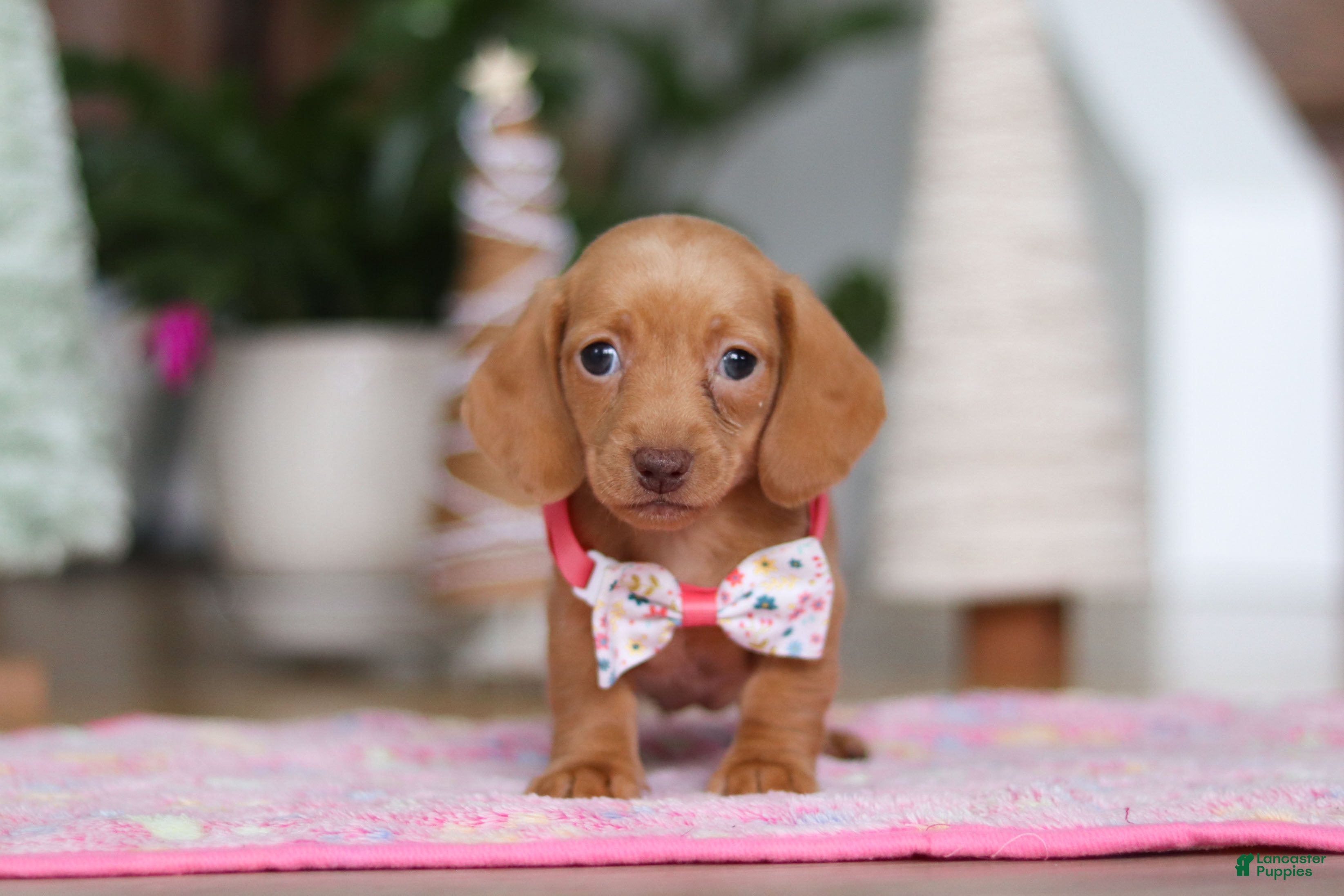 Miniature Dachshund dogs Beth - Ad 8