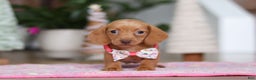 Miniature Dachshund dogs for sale: Beth - Ad 1
