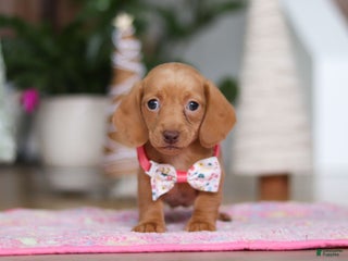 Miniature Dachshund dogs Beth - Ad 8
