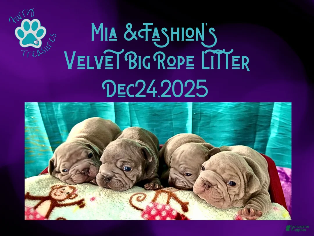 French Bulldog dogs for sale: Prestyn “Orange” Collar Male - Ad 6