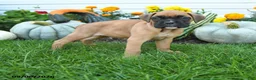 Boxer dogs for sale: London - Ad 1