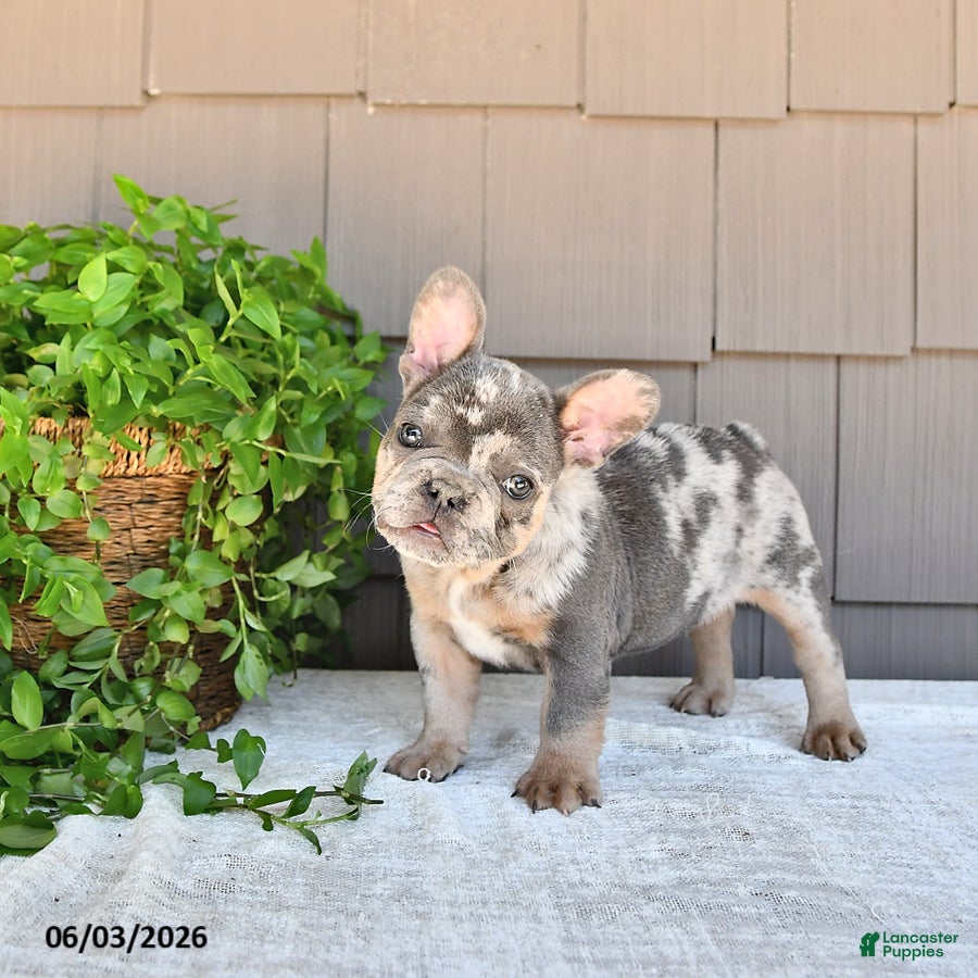 French Bulldog dogs for sale: Taco - Ad 3