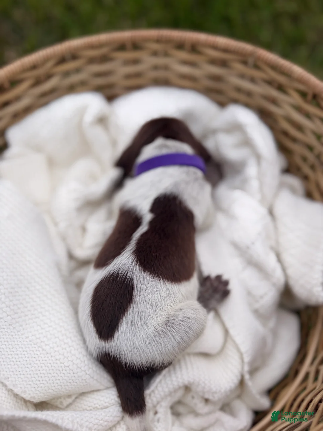 German Shorthaired Pointer dogs for sale: Brinley - Ad 2