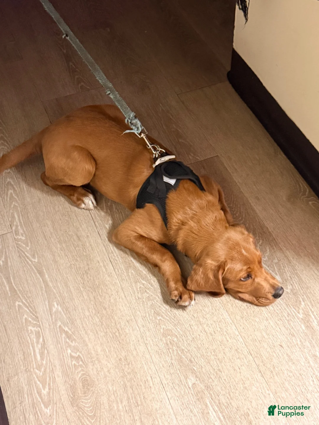 Mixed Breed dogs for sale: Barney  - Ad 4