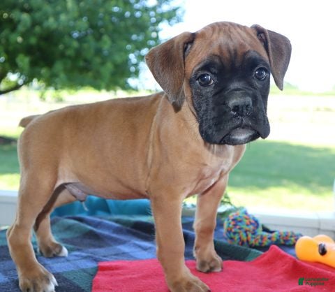 Boxer dogs Axel - Champion lines - Ad 2