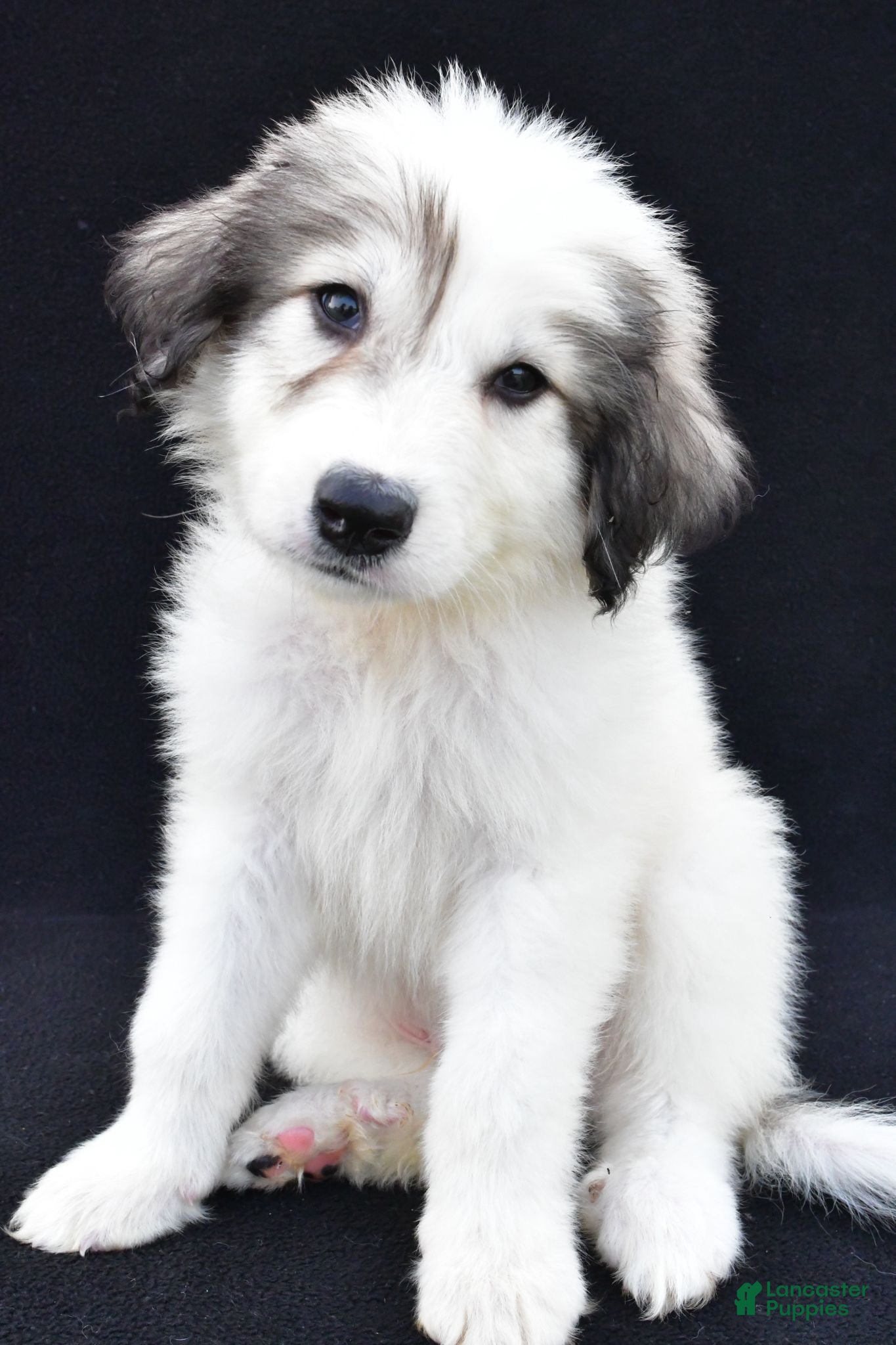 Great Pyrenees dogs Marcus - Ad 2