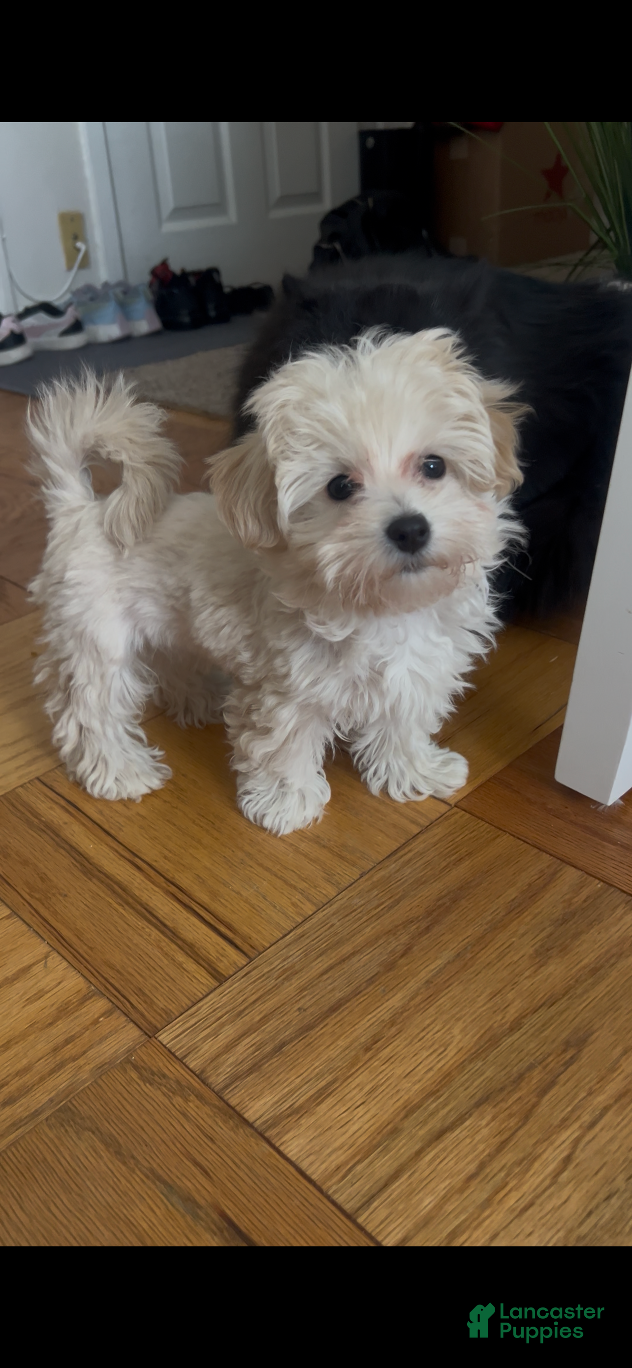 Maltipoo dogs Maltipoo Puppy 2 - Ad 2